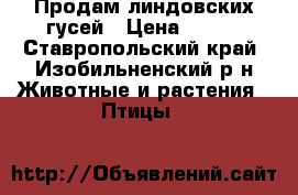 Продам линдовских гусей › Цена ­ 150 - Ставропольский край, Изобильненский р-н Животные и растения » Птицы   